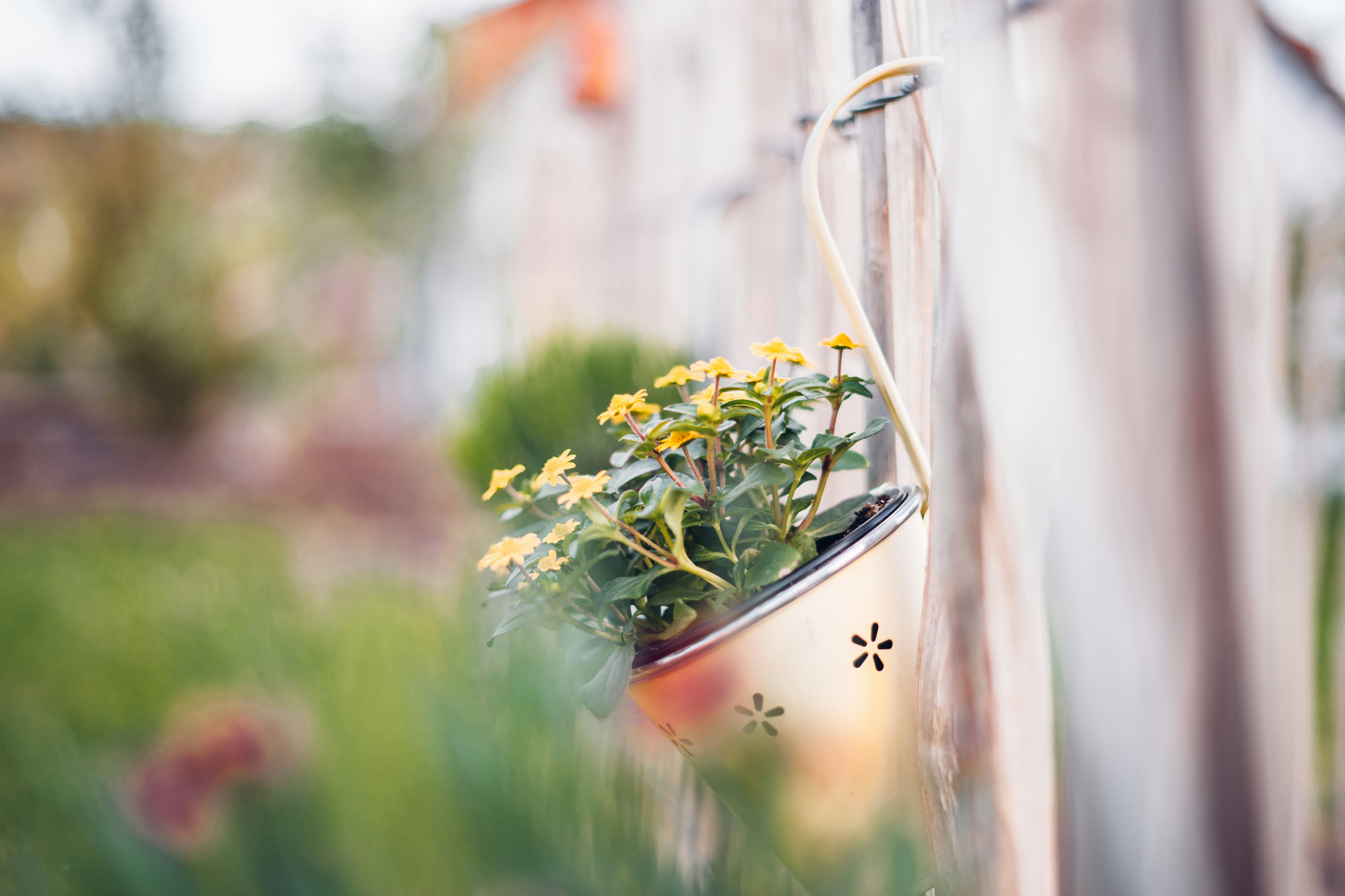 selective focus photography of hanged yellow petaled flowers